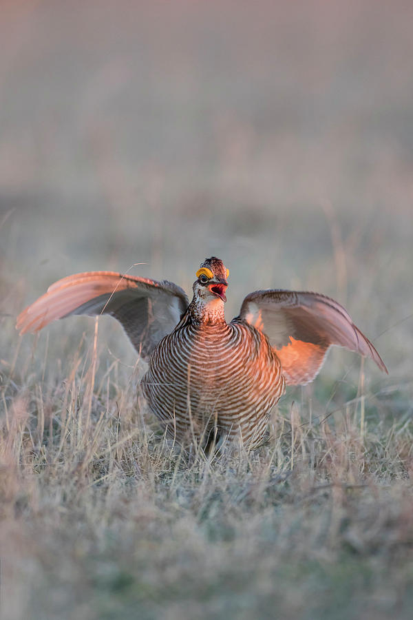 Bird Photograph - Lesser Prairie Chicken (tympanuchus by Larry Ditto