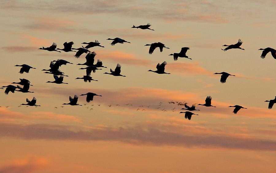 Lesser Sandhill Cranes Photograph by Bob Gibbons/science Photo Library