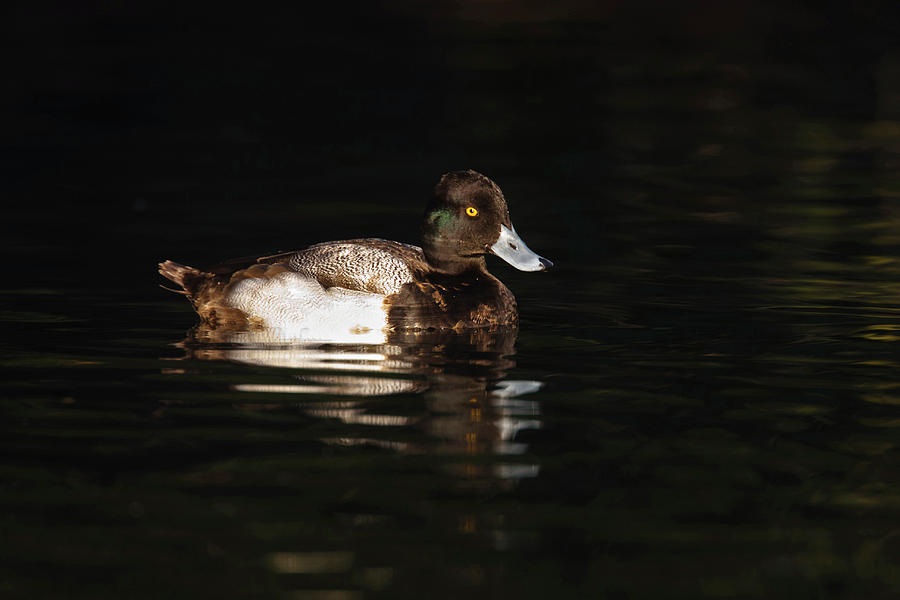 Bird Photograph - Lesser Scaup (aythya Affinis by Larry Ditto