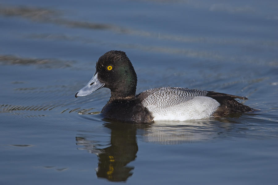 Lesser Scaup Male Photograph by Tom Vezo