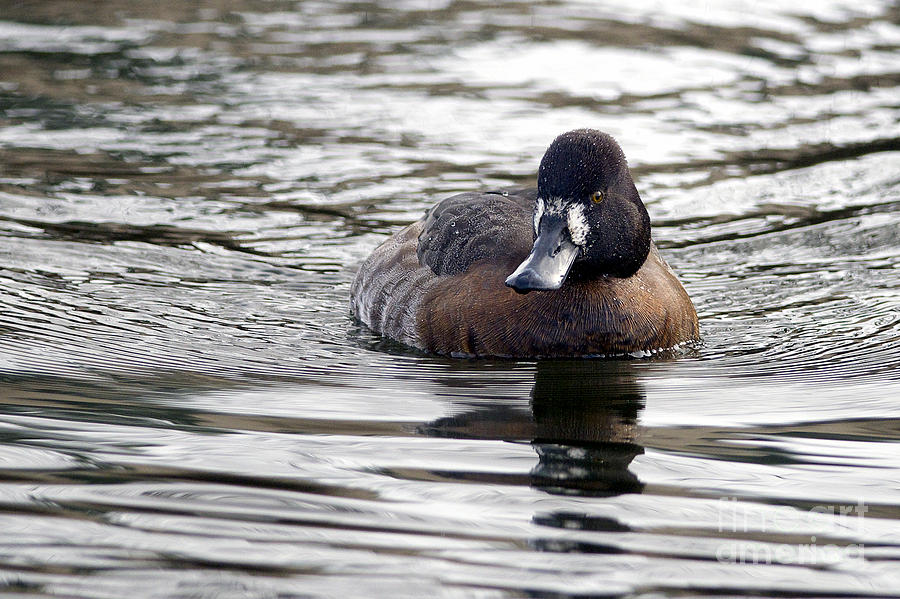 Lesser Scaup Photograph by Sharon Talson