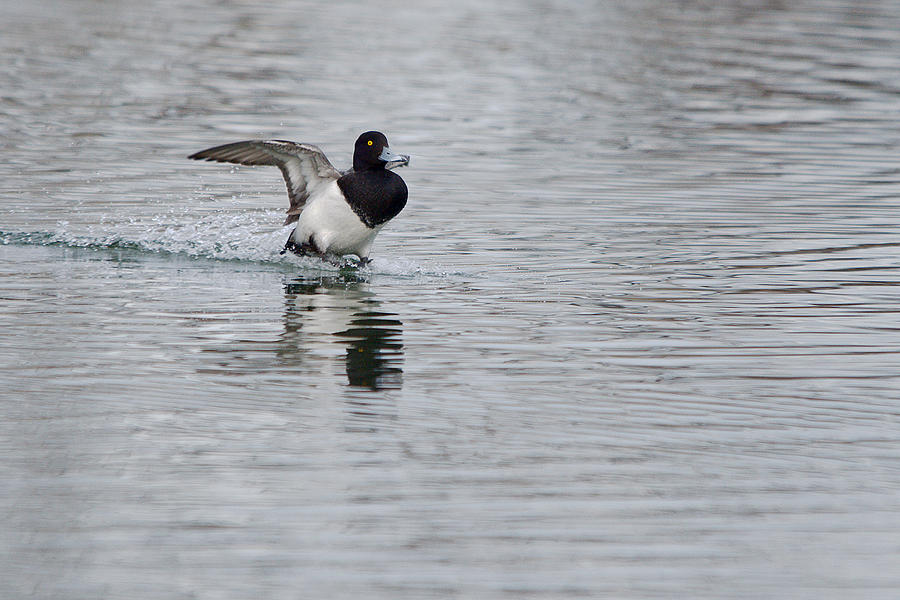 Lesser Scaup Splash Landing Photograph By Roy Williams - Fine Art America