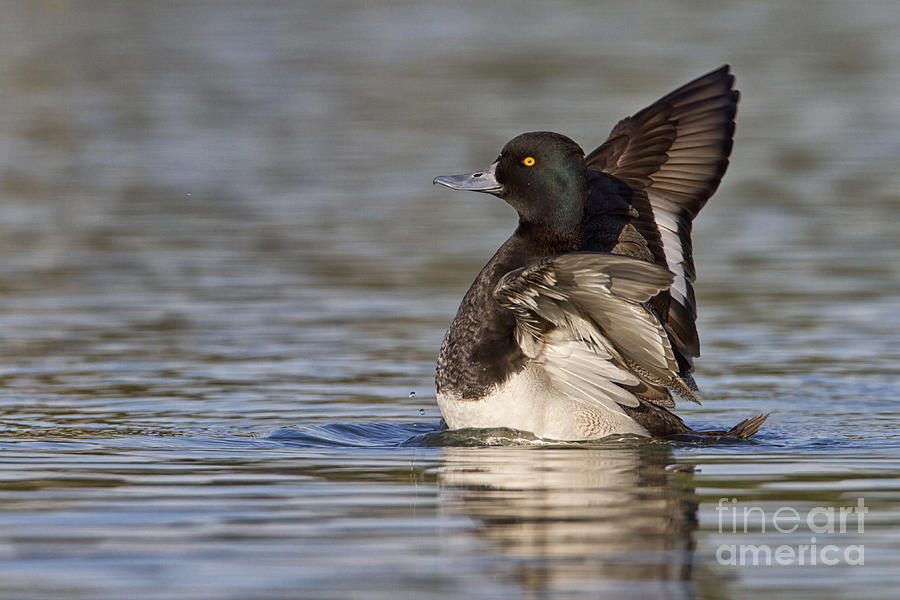 Lesser Scaup wing flap Photograph by Bryan Keil