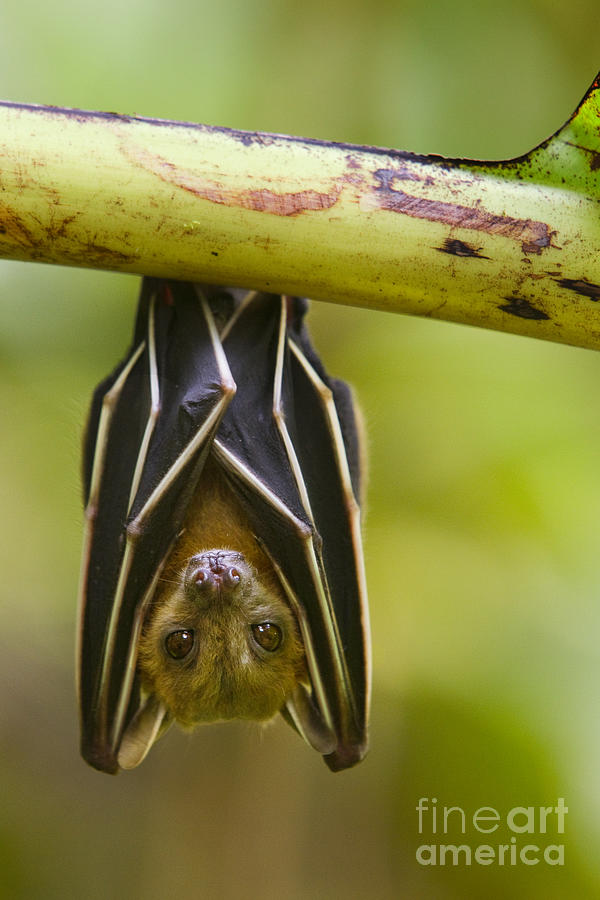 Lesser Short-nosed Fruit Bat Roosting Photograph by Sebastian Kennerknecht