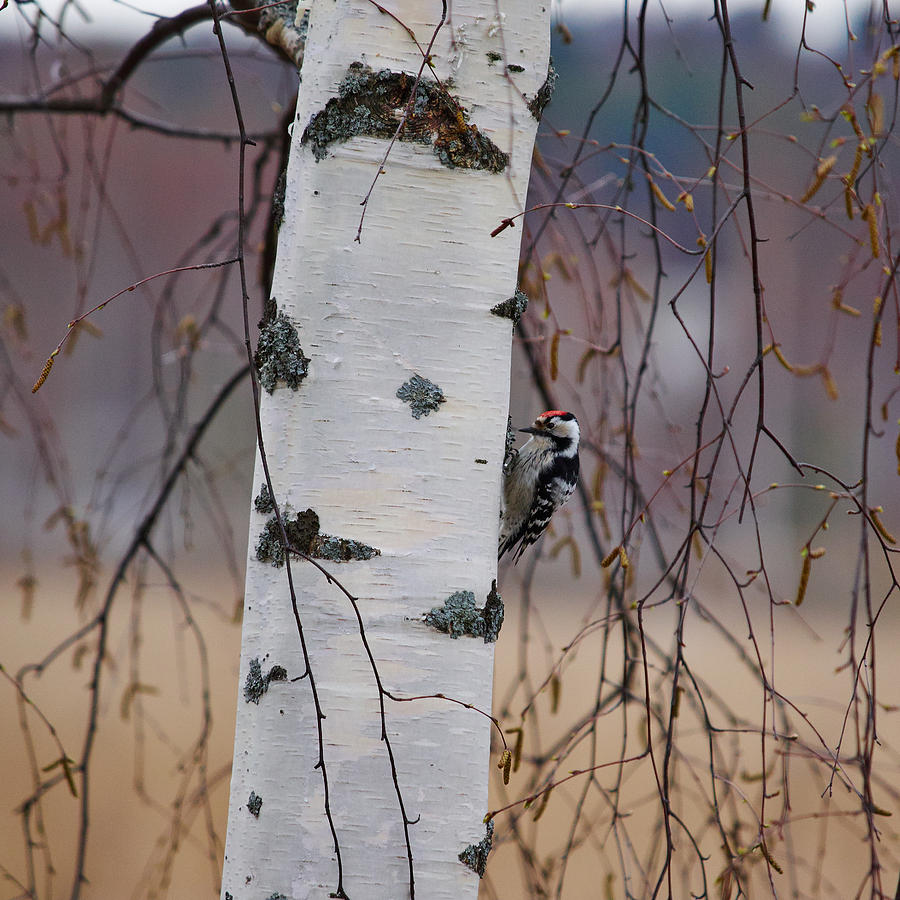 Lesser Spotted Woodpecker Photograph