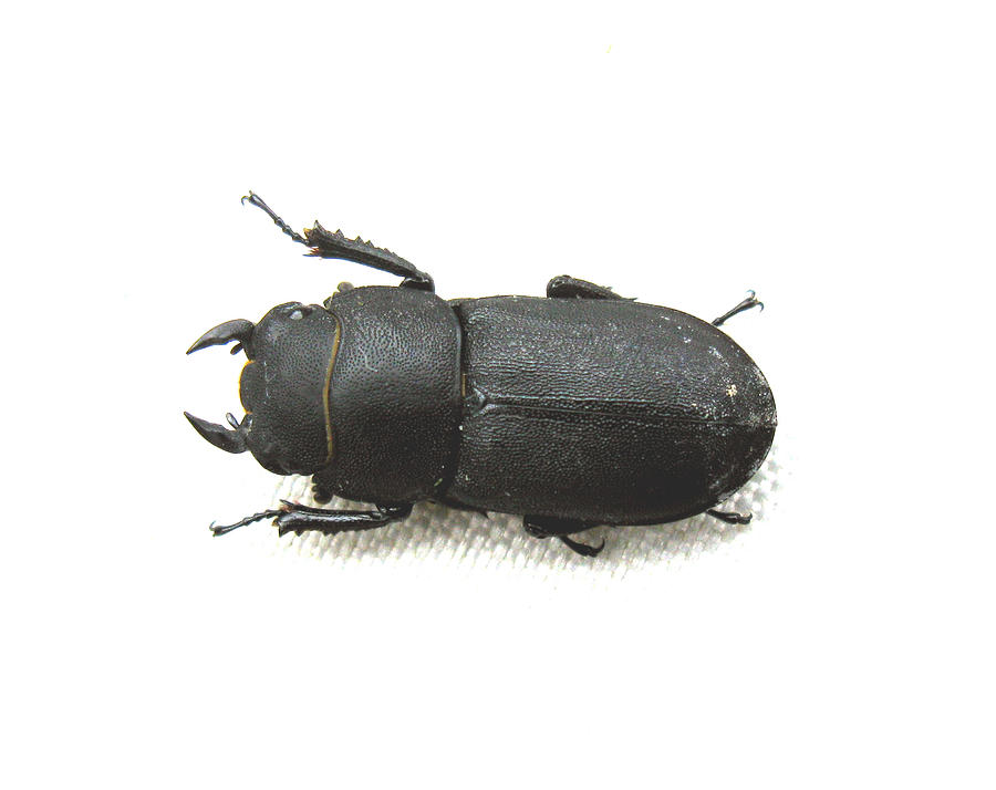 Lesser Stag Beetle Photograph by Tom Conway