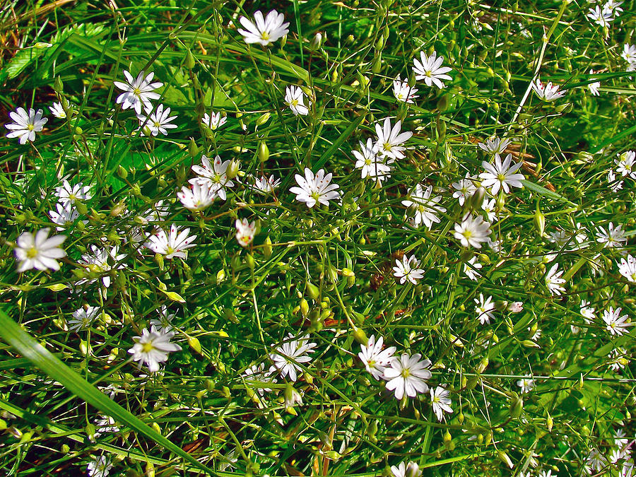 Lesser Stitchwort near Lobster Cove in Gros Morne National Park ...