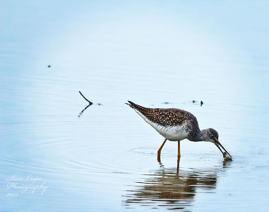 Sandpiper Photograph - Lesser Yellowlegs with Fish by Stanley Lupo