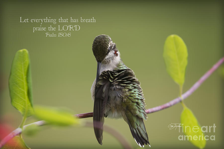 Let Everything That Has Breath Praise The Lord Photograph