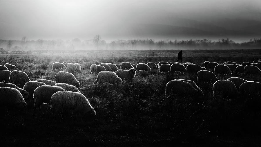 Sheep Photograph - Let It Be Light! by Marius Cintez?