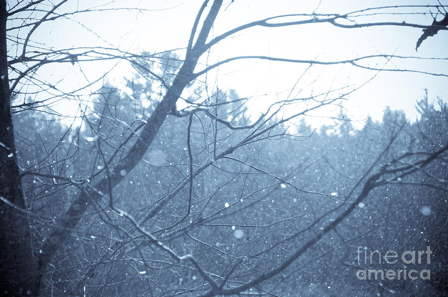 Nature Photograph - Let it Snow by Cheryl Baxter