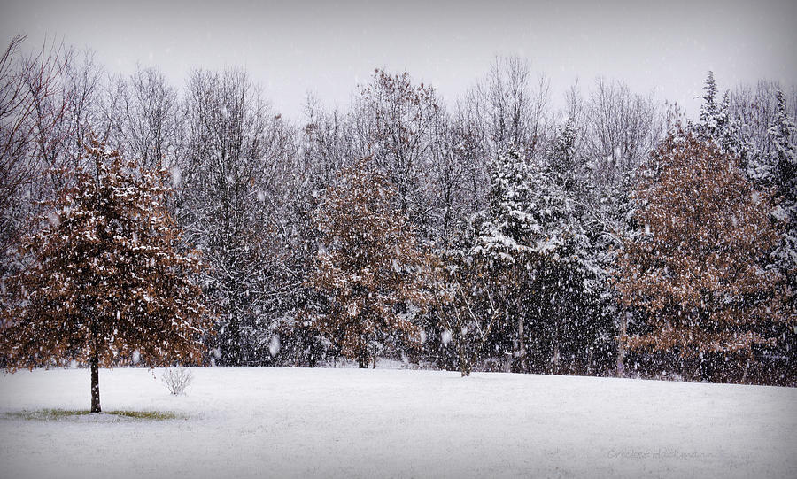 Let it Snow Photograph by Cricket Hackmann