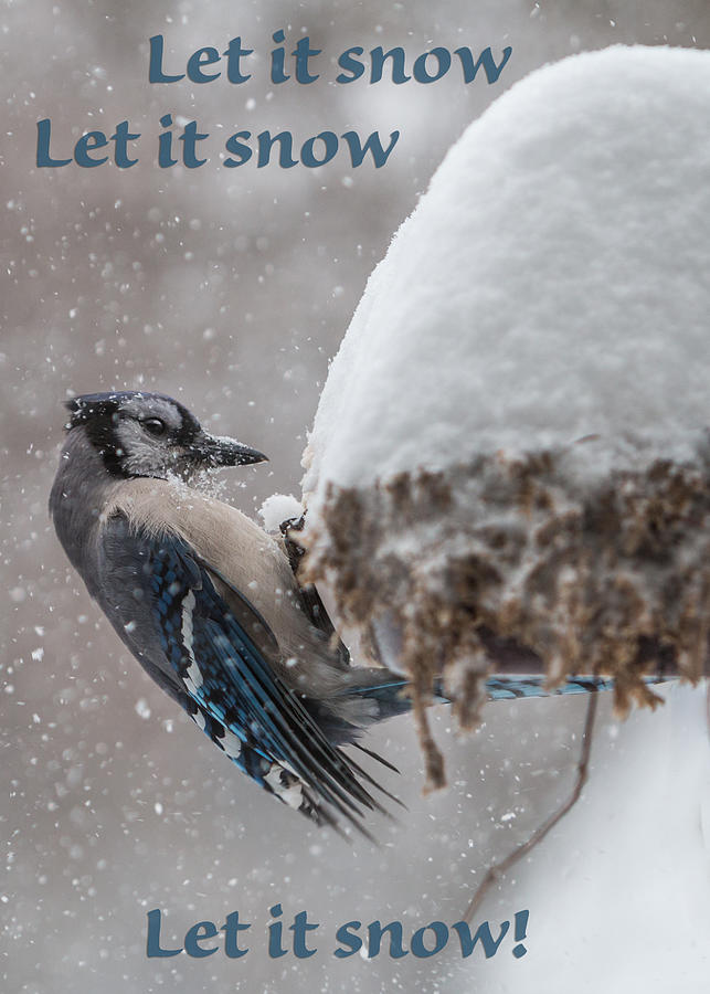 Let It Snow Greeting Card Photograph by Patti Deters