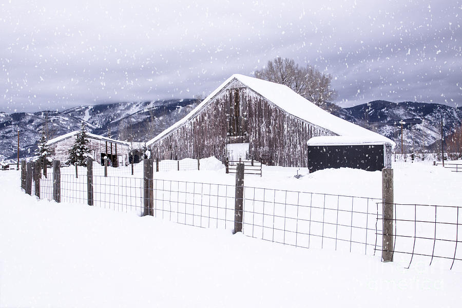 Let It Snow Photograph by Kristal Kraft