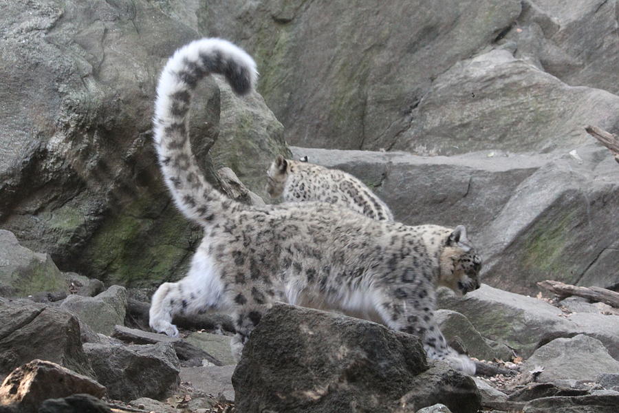Let it Snow Leopard Photograph by Denise Cicchella