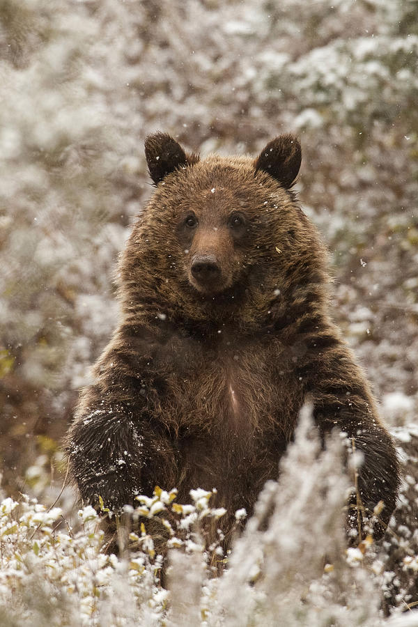 Wildlife Photograph - Let it Snow by Sandy Sisti