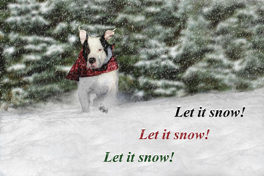 Let it Snow Photograph by Shelley Neff