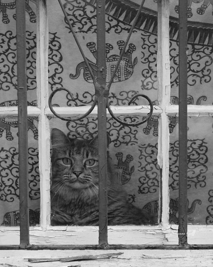Let Me Out - Ill Be Good Photograph by Suzanne Gaff
