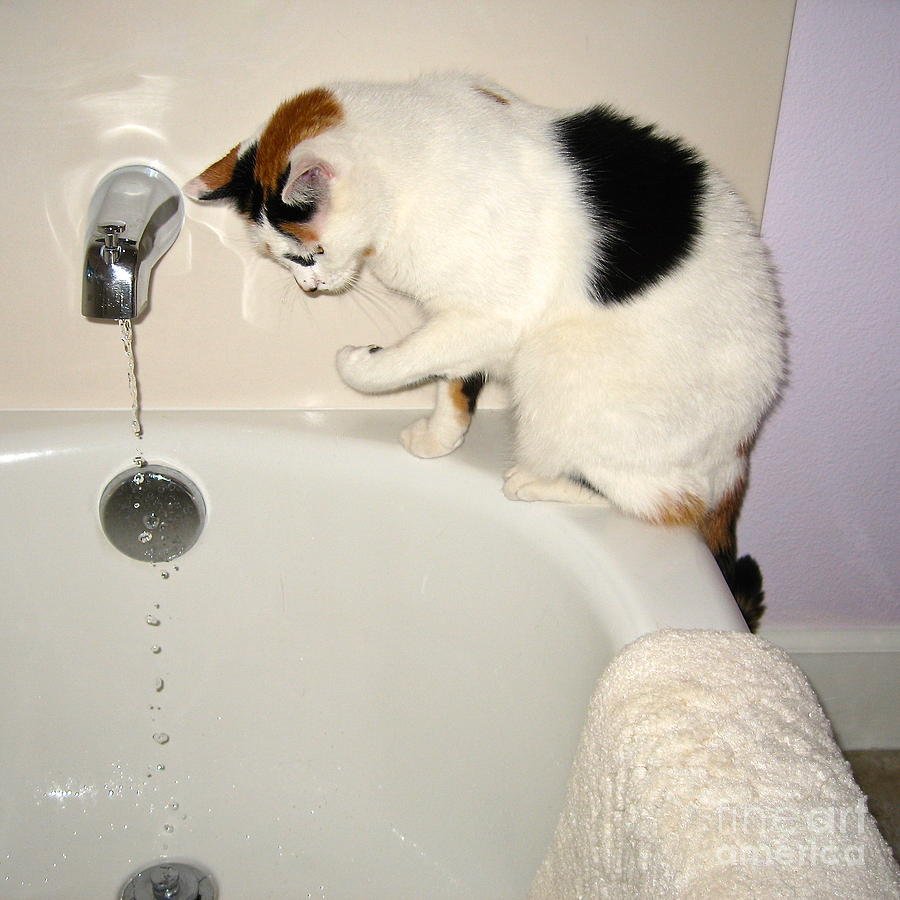 Let me Test The Water First Photograph by Phyllis Kaltenbach