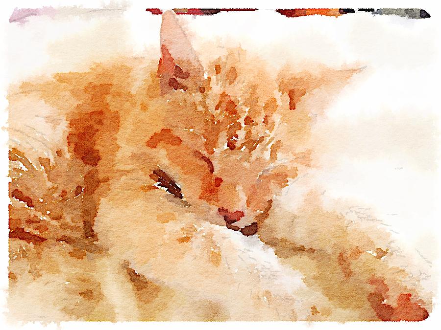 Let Sleeping Cats  Digital Art by Shannon Grissom
