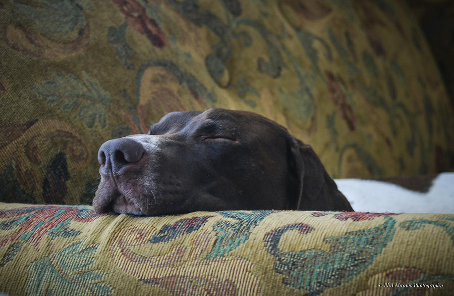 Let Sleeping Dogs Lie. Photograph by Phil Abrams