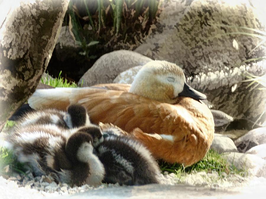 Duck Photograph - Let Sleeping Ducks Lie by Julia Springer
