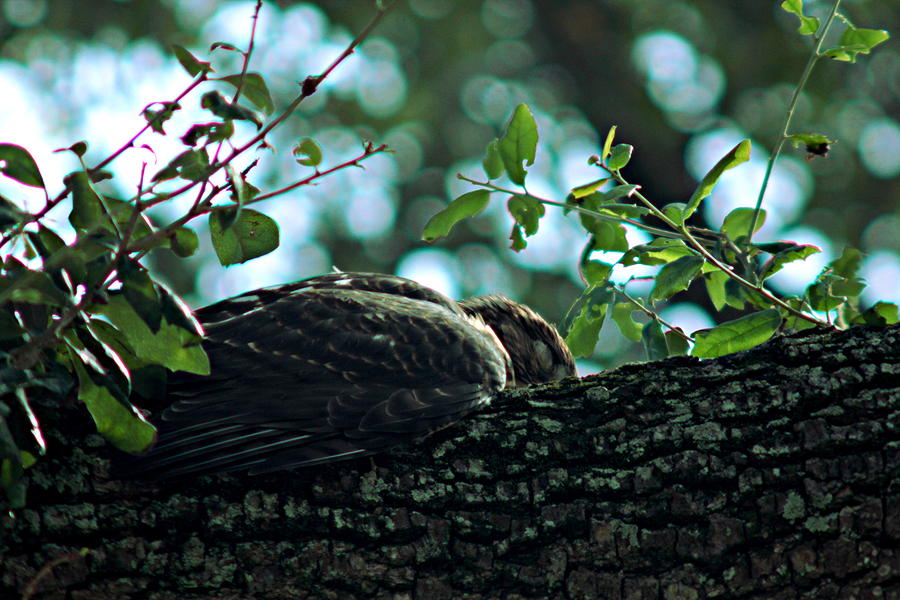 Animal Photograph - Let Sleeping Hawks Lie by Greg Allore