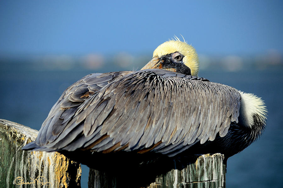 Let Sleeping Pelicans Lie Photograph by Susan Molnar