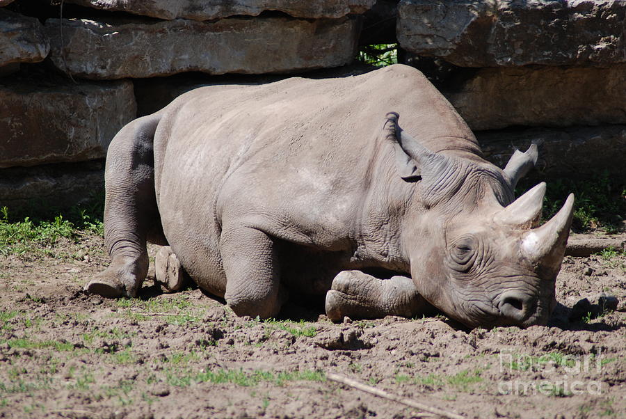 Let Sleeping Rhinos Sleep Photograph by Mark McReynolds | Fine Art America