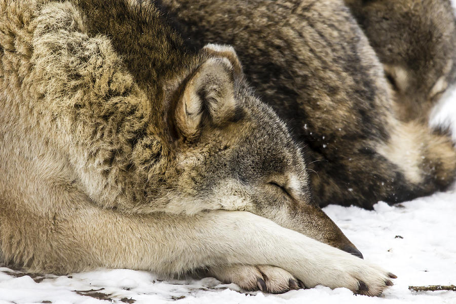 Let sleeping wolves lie Photograph by Alec Walker - Fine Art America