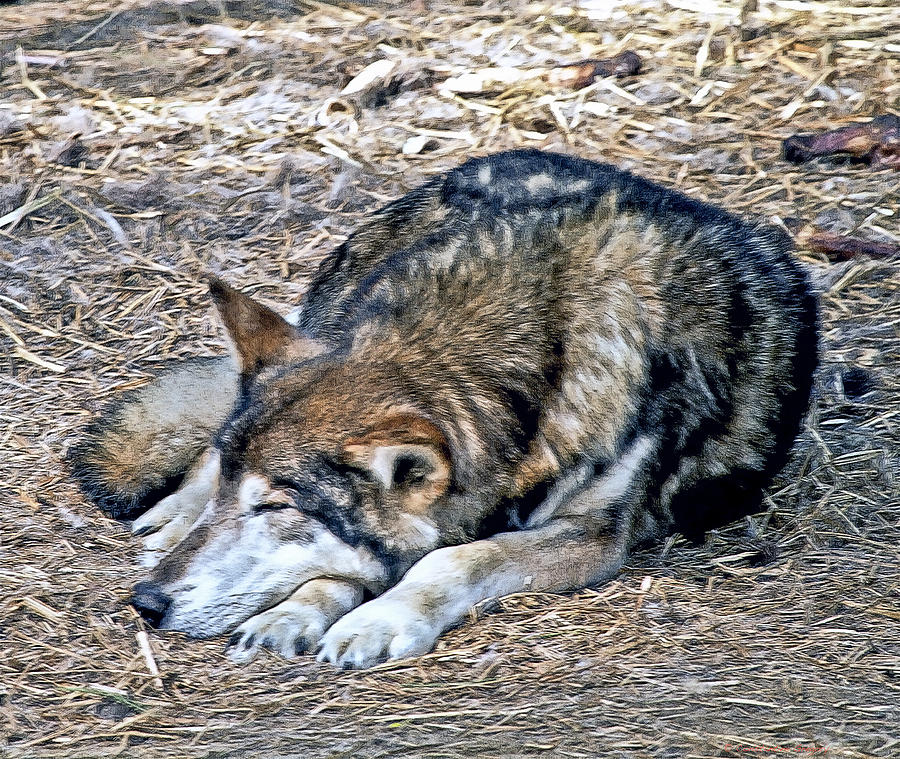Let Sleeping Wolves Lie Photograph by Constantine Gregory