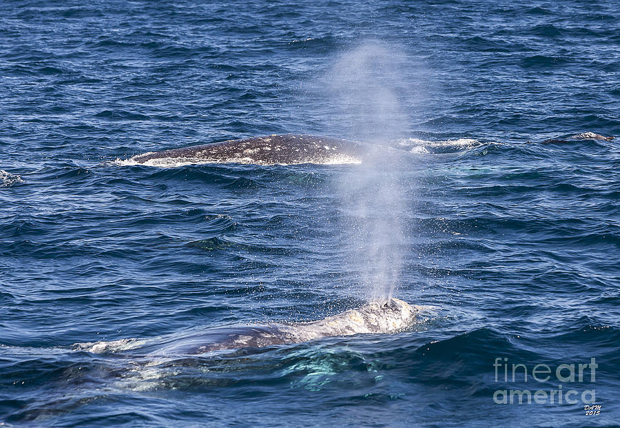 Whale Photograph - Let Some Steam Off by David Millenheft