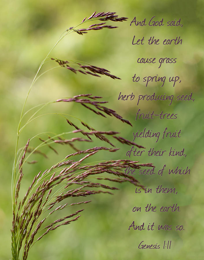 Let the Earth bring forth grass Genesis Photograph by Denise Beverly