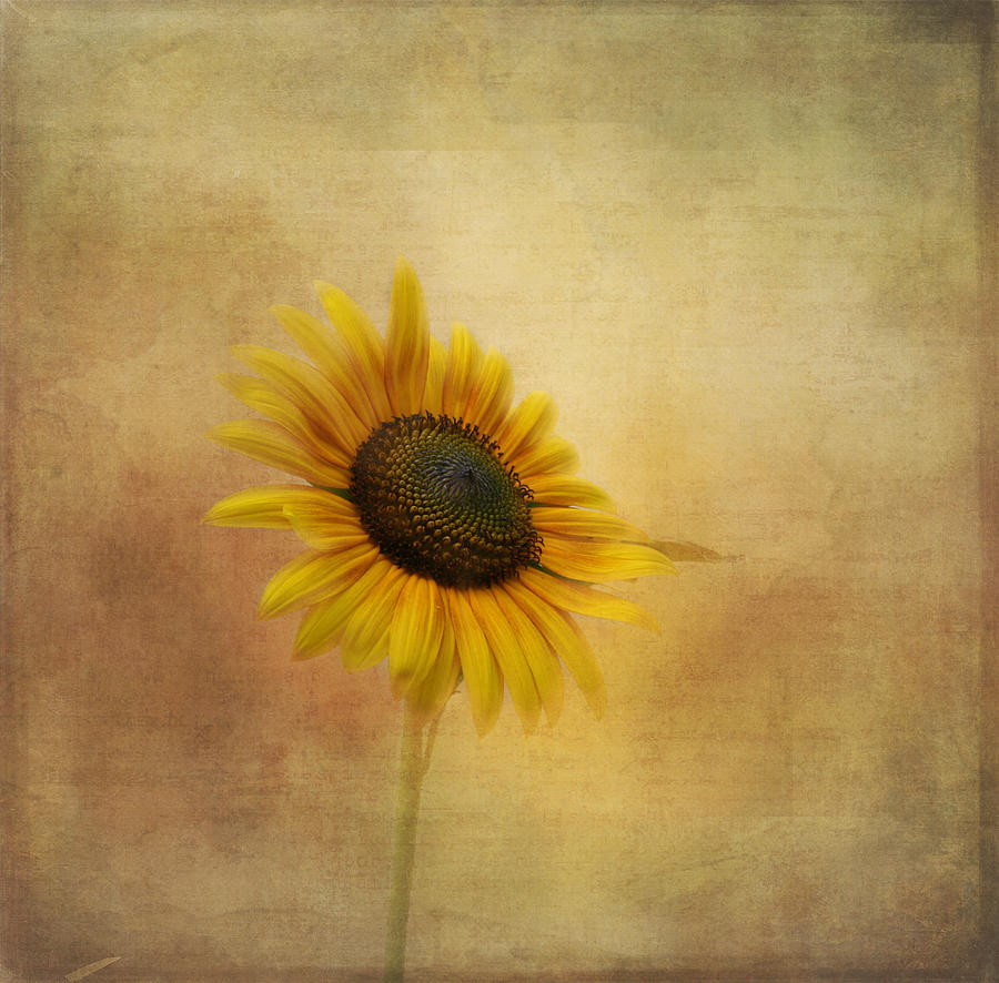 Sunflower Photograph - Let the Sun Shine In by Kim Hojnacki