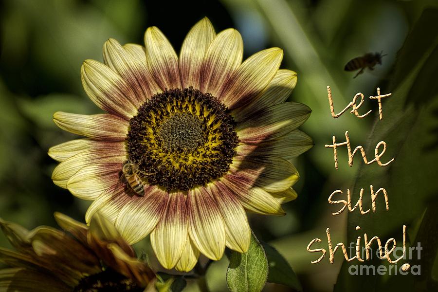 Summer Photograph - Let the Sun Shine by Peggy Hughes