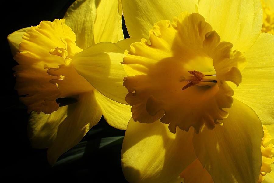 Nature Photograph - Let the Sunshine by Bruce Bley