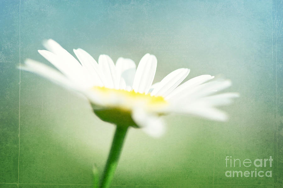 Daisy Photograph - Let The Sunshine In by Kim Fearheiley