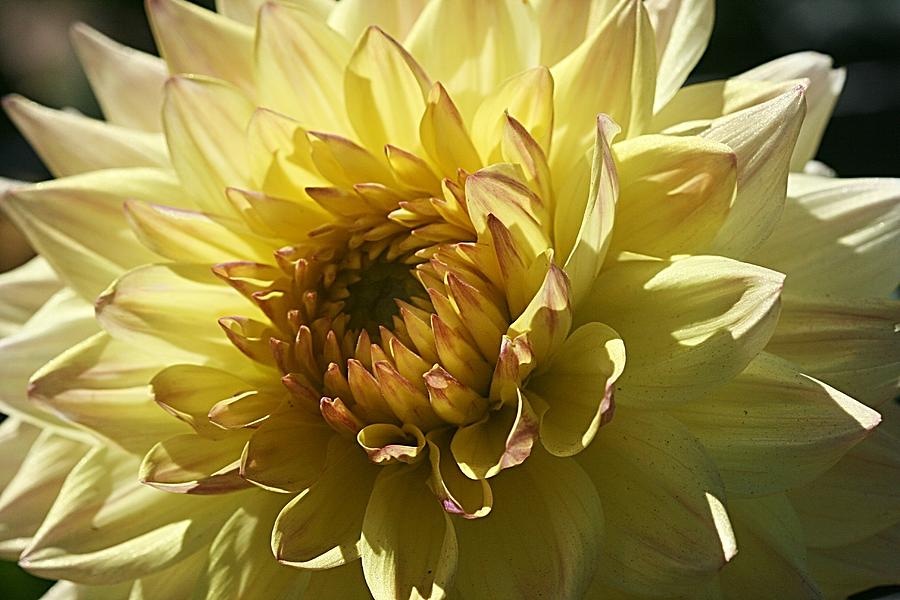 Flowers Still Life Photograph - Let the Sunshine In by Monnie Ryan