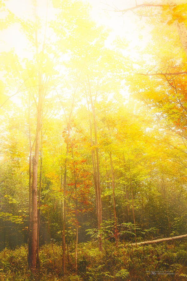 Fall Photograph - Let There be Light by Dustin Abbott
