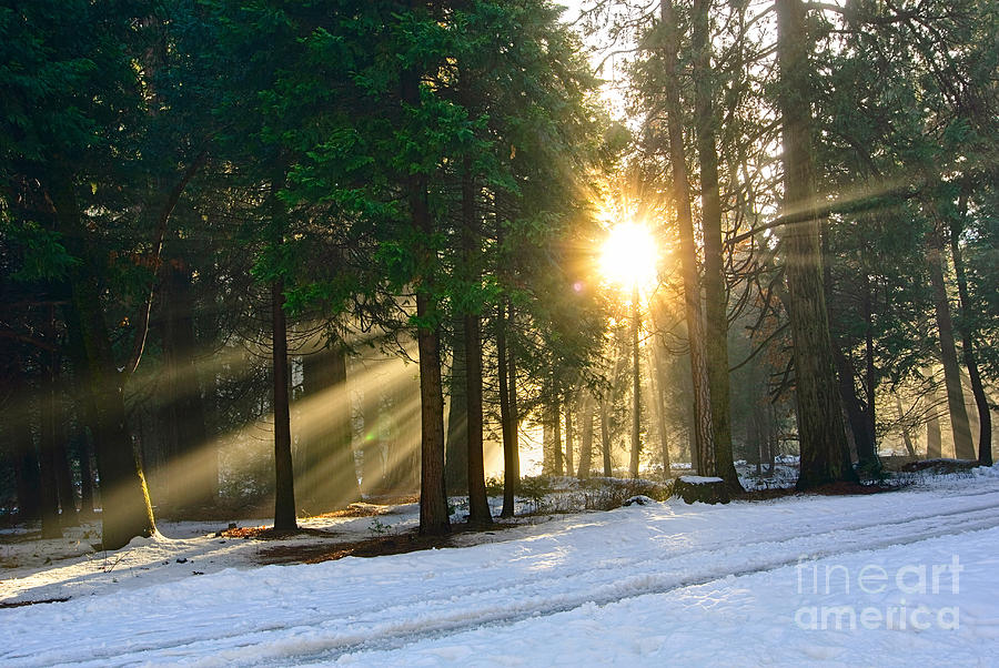 Let There Be Light - Sun Beams Pouring Through A Forest Scene. Photograph