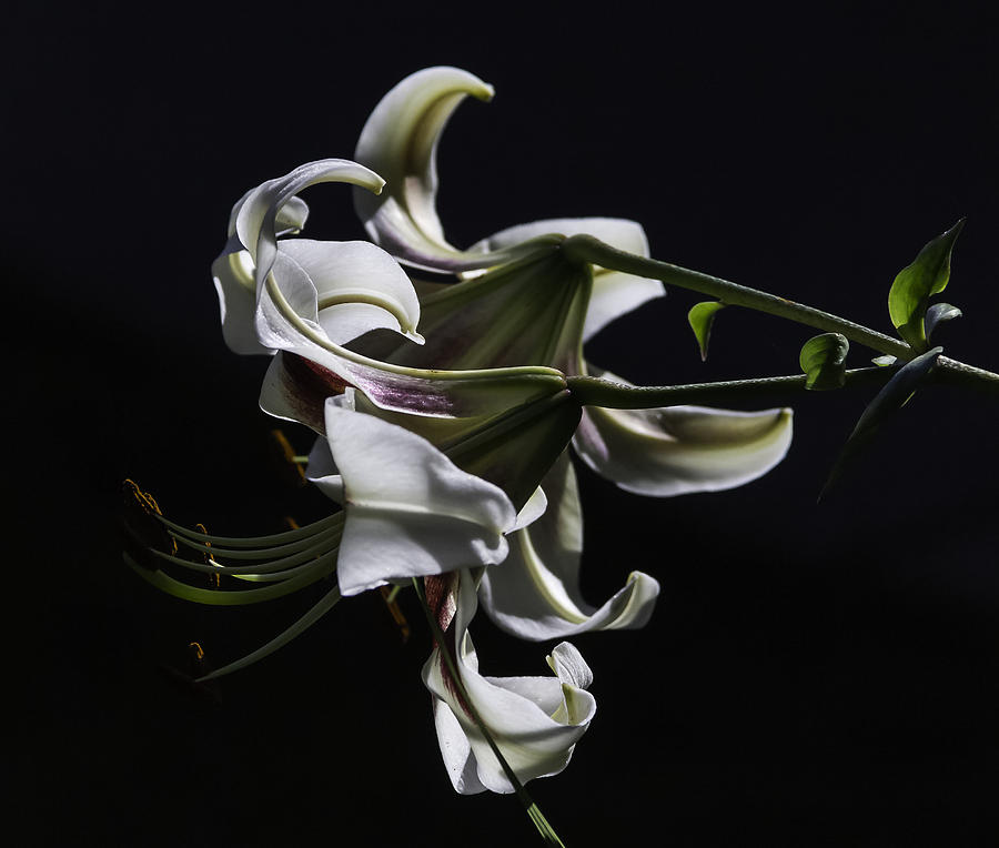 Let There Be Peace by Melodie Douglas Let There Be Peace by Melodie Douglas