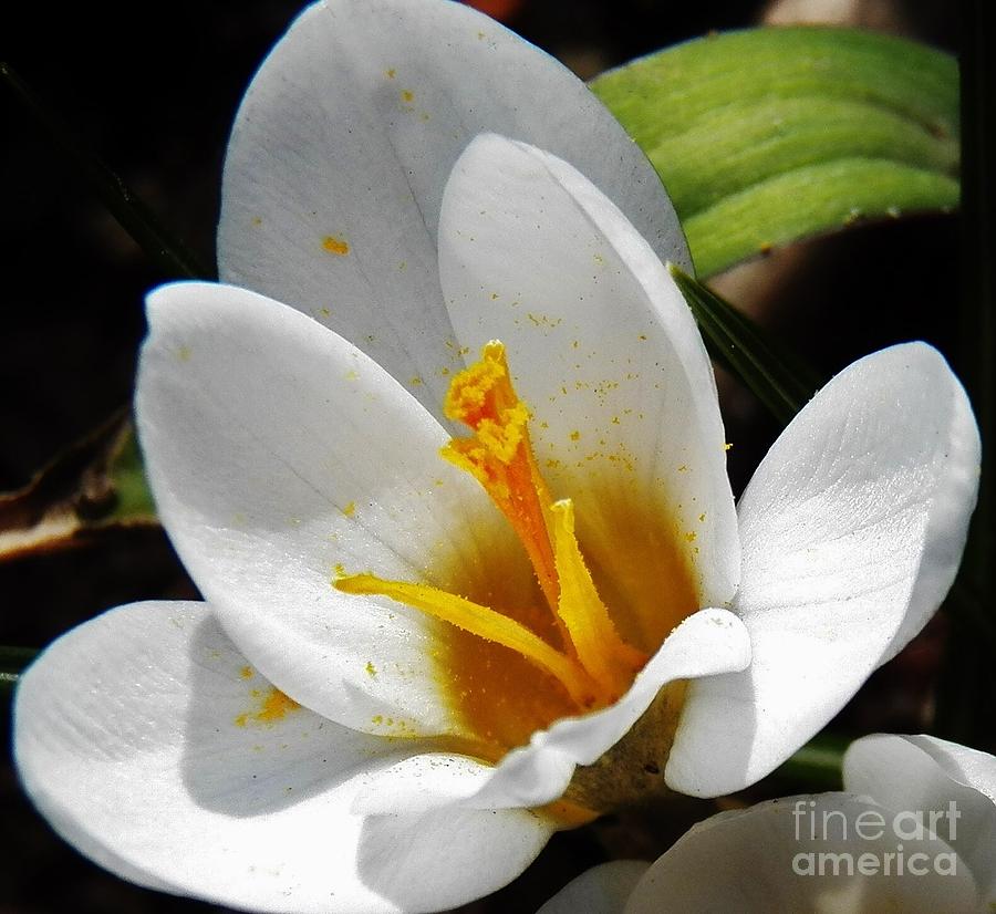 Spring Photograph - Let Us Rejoice and Be Glad by Judy Via-Wolff