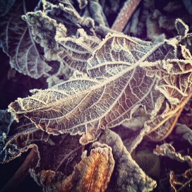 Winter Photograph - Let Us Welcome The Frost #natureonly by Travis Seale