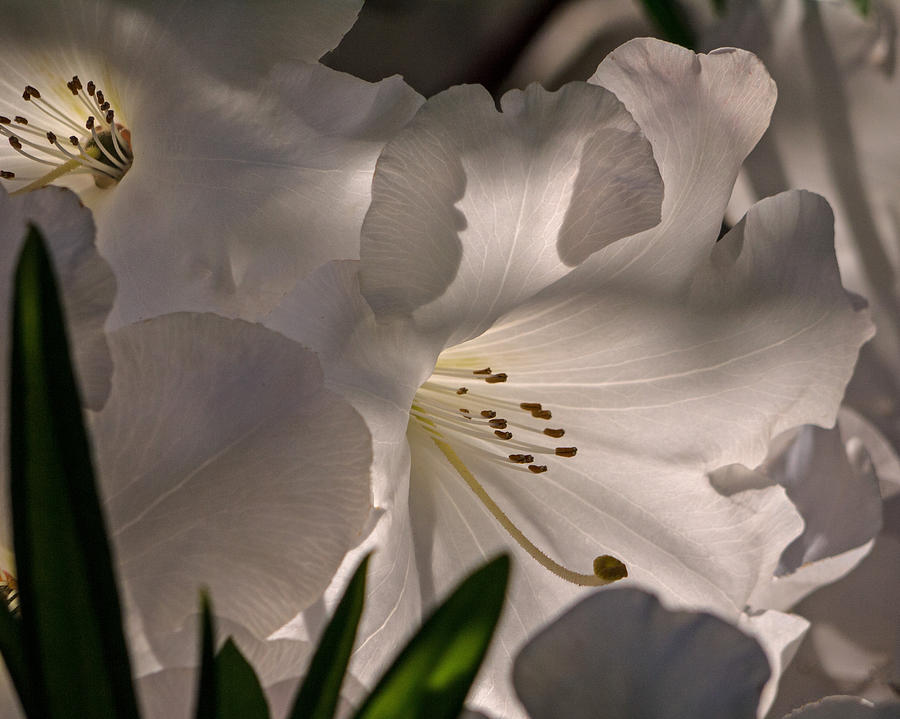 Flower Photograph - Shining Through The Darkness - Flower Art by Jordan Blackstone