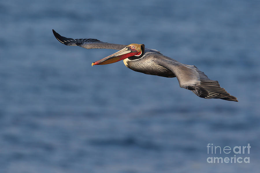 Pelican Photograph - Lets fly by Bryan Keil