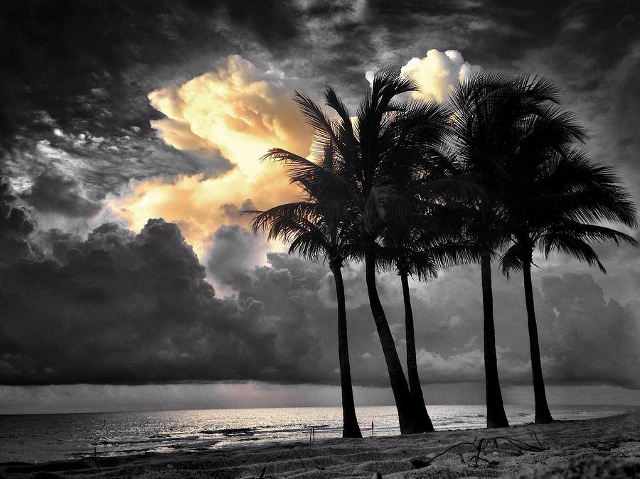 Palm Trees Photograph - Lets Get Ready to Rumble by Andrew Royston
