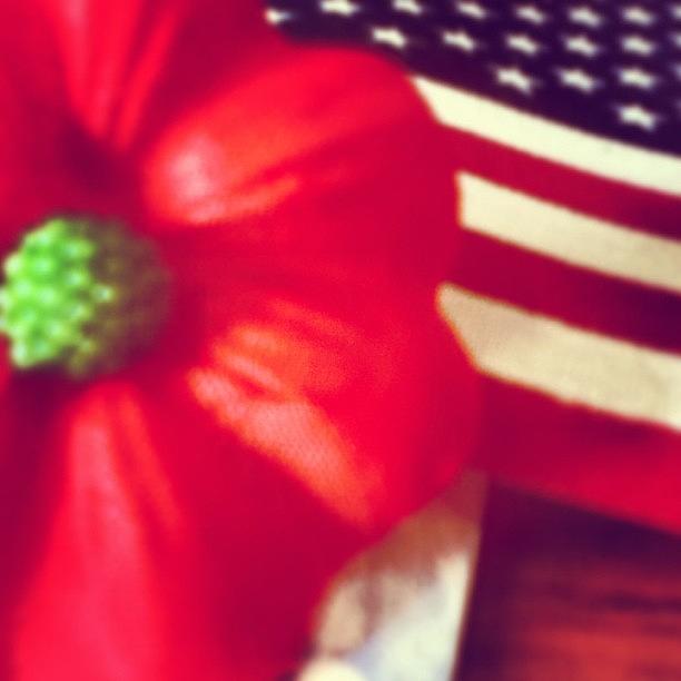Poppy Photograph - Lets Get Star Spangled Hammered by Jenna Ruge