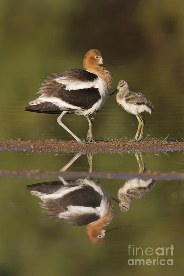 Nature Photograph - Lets go Baby Avocet by Bryan Keil