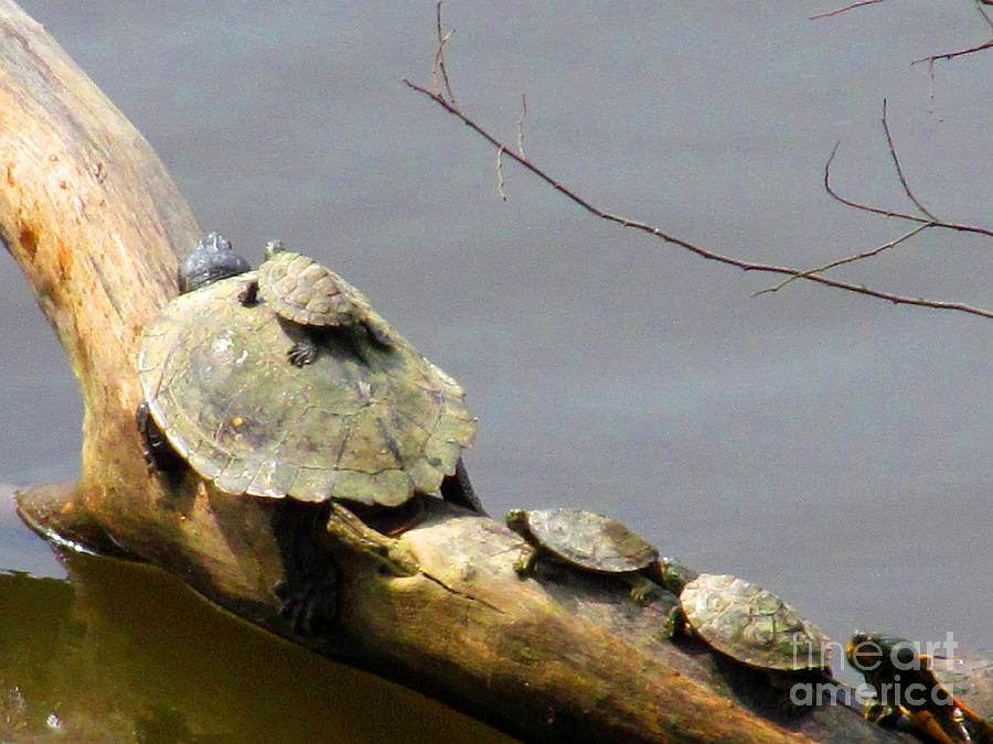 Turtle Photograph - Lets Go Do Some Socializing My Family by Tina M Wenger