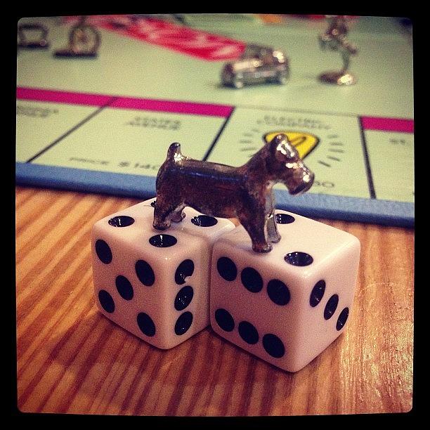 Dice Photograph - Lets Go Little Dog! #games #gamenight by Kristine Dunn